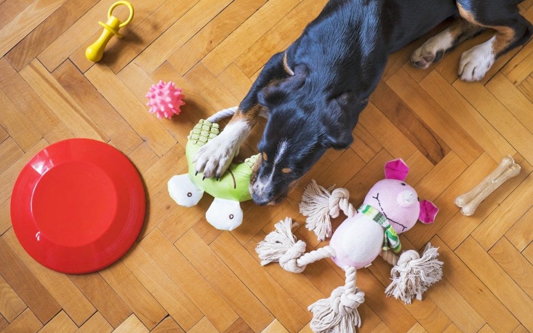 Which Chew Toy is Safe For My Pet?