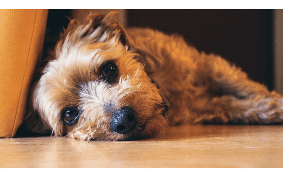 Dog Anxiety Awareness Week: Does Your Dog Have Anxiety?