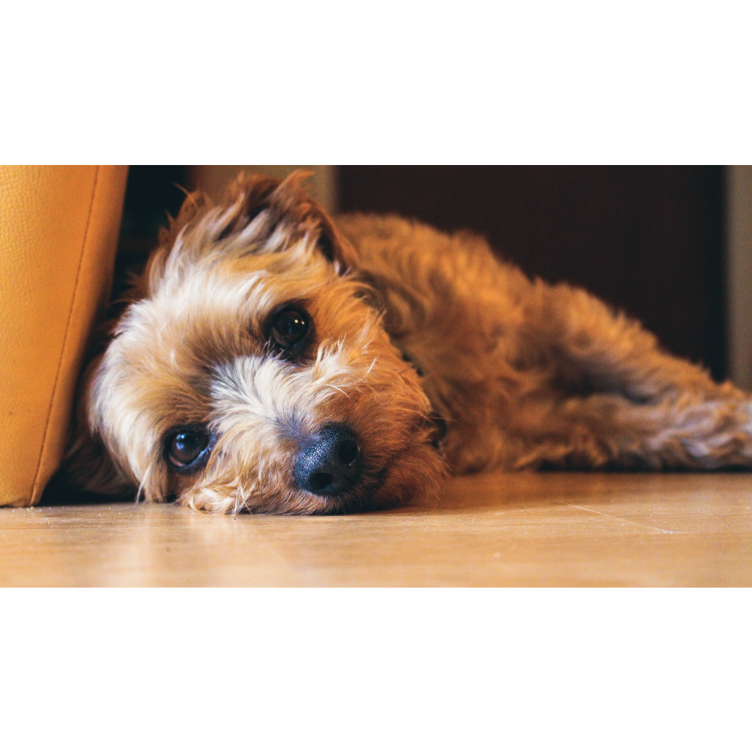 Dog Anxiety Awareness Week Does Your Dog Have Anxiety? Prelesnik