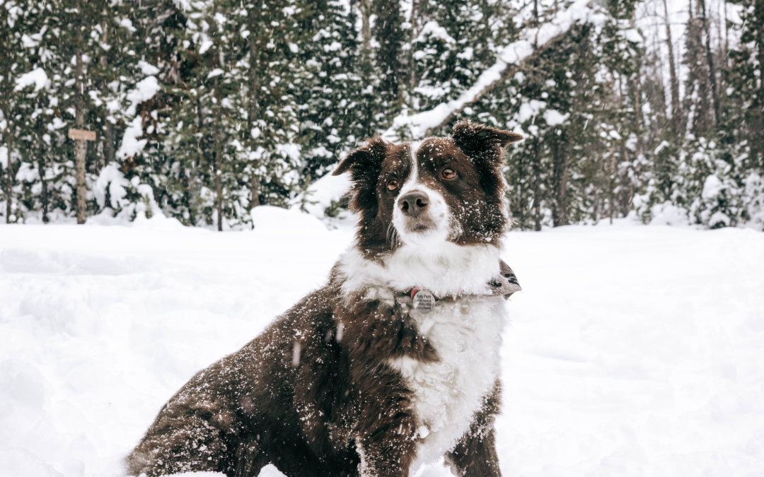 5 Winter Safety Tips for Pets to Keep in Mind