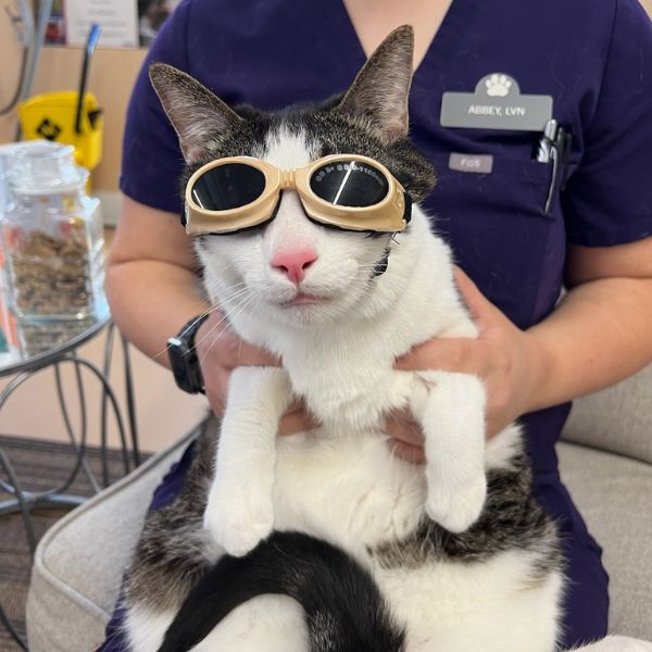 vet staff holding a kitten