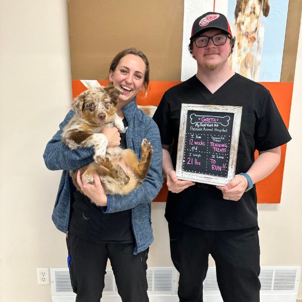 two vet staff and cats wearing e-collars